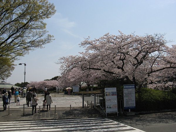 中央駐車場の桜